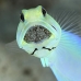 jawfish_yellowhead_bs_lc_v_0403_cay0943.jpg